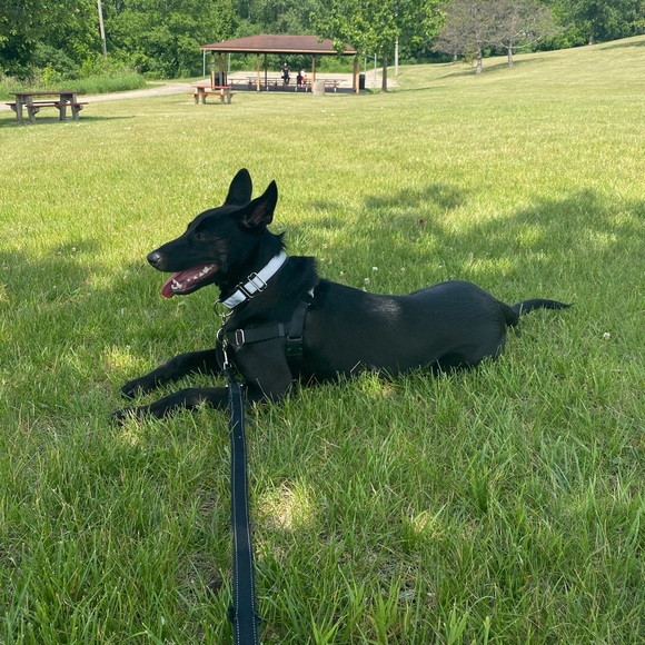 🌸Top-rated seller (5 stars) 🌸Fast Shipper - Picture 2 of 2